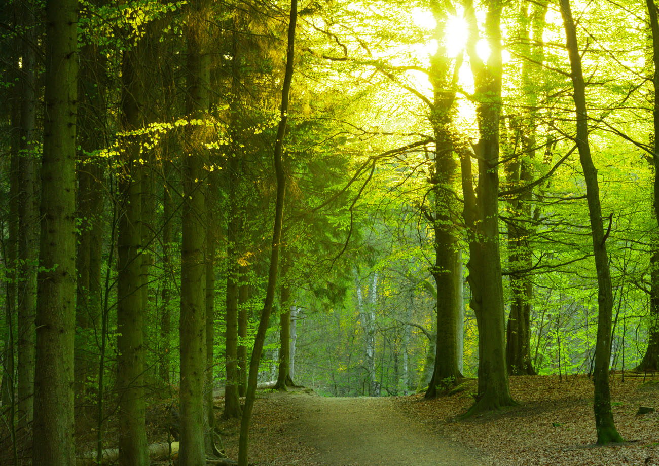 dsc3537 hdr the green forest