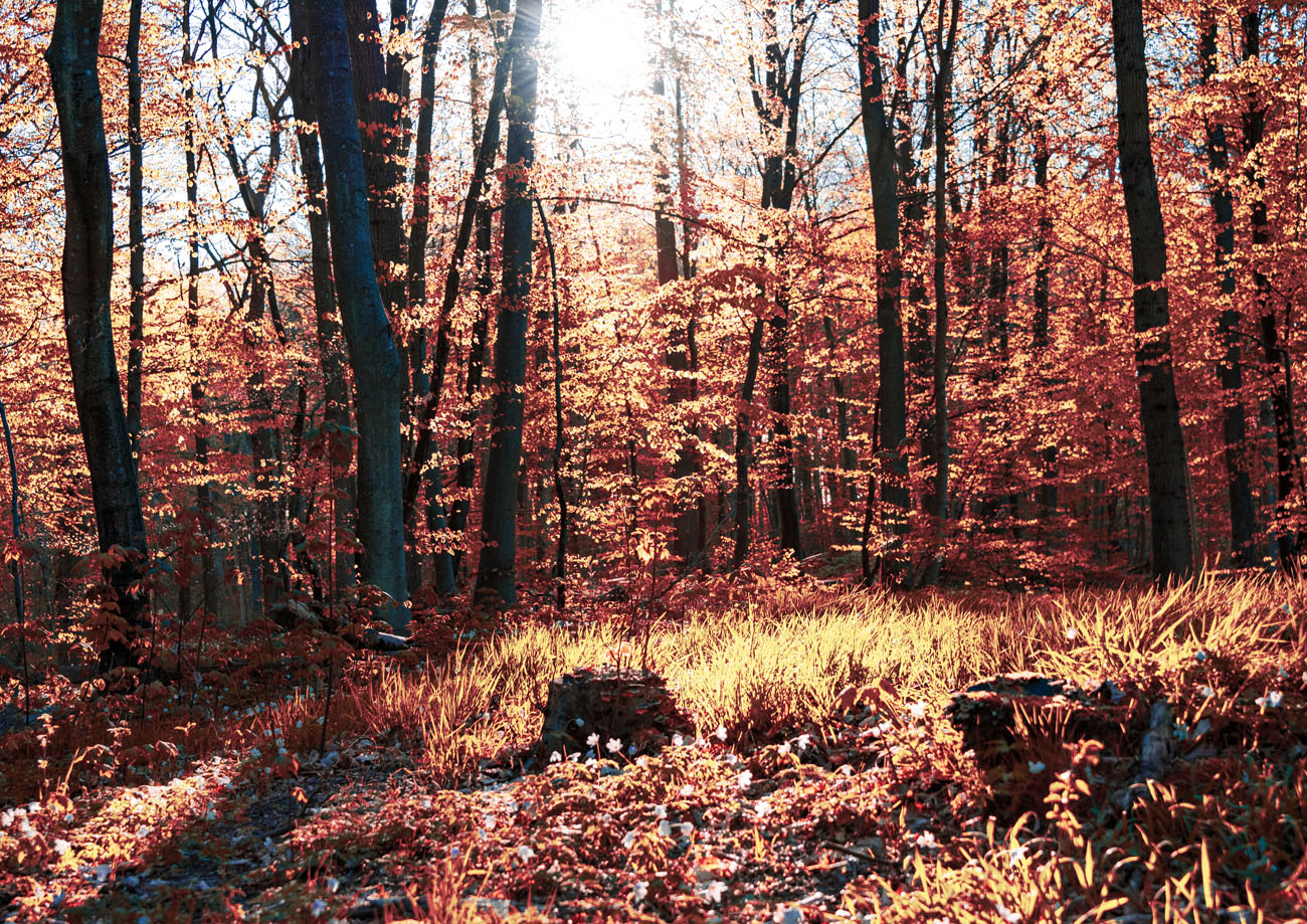 dsc3732 hdr red forest